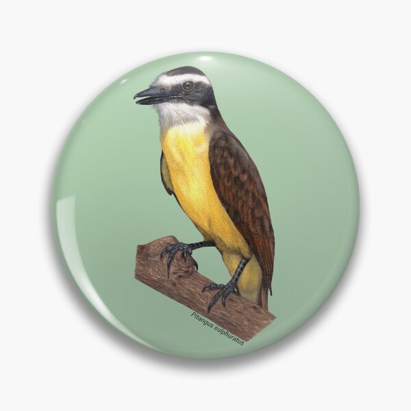 Item preview, Great Kiskadee Bird - Realistic Colored Pencil Art designed and sold by Juliana  Costa.