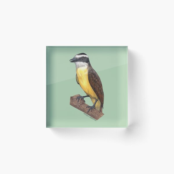 Item preview, Great Kiskadee Bird - Realistic Colored Pencil Art designed and sold by Juliana  Costa.