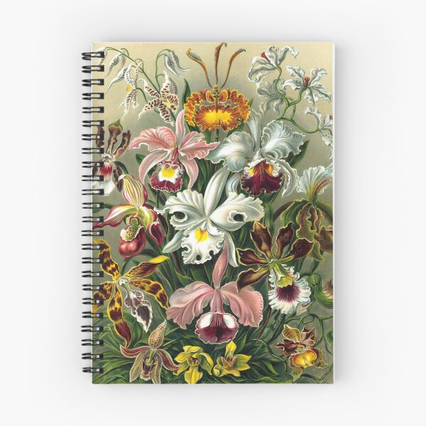 Item preview, Ernst Haeckel Orchidae 1899 designed and sold by Gilmour-Prints.