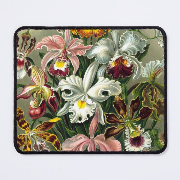 Item preview, Ernst Haeckel Orchidae 1899 designed and sold by Gilmour-Prints.