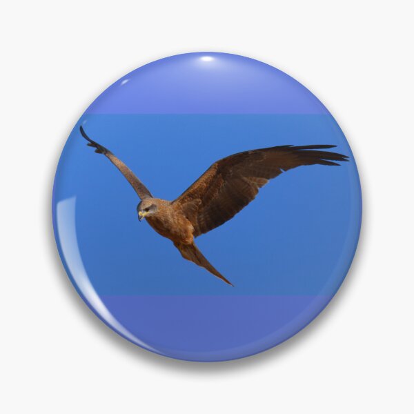 Item preview, Black Kite in flight looking for lunch designed and sold by BirdsAlive.