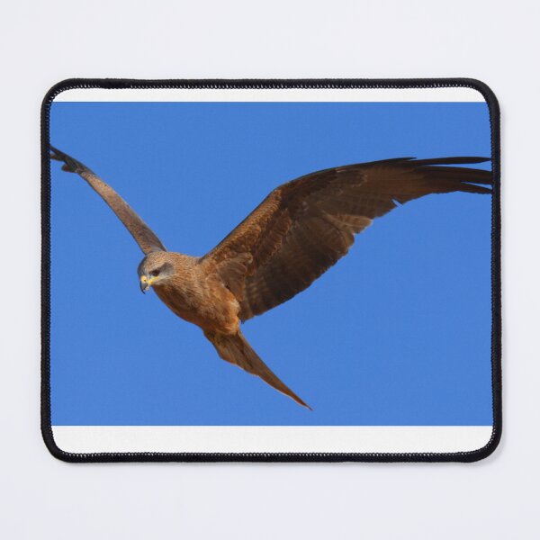 Item preview, Black Kite in flight looking for lunch designed and sold by BirdsAlive.