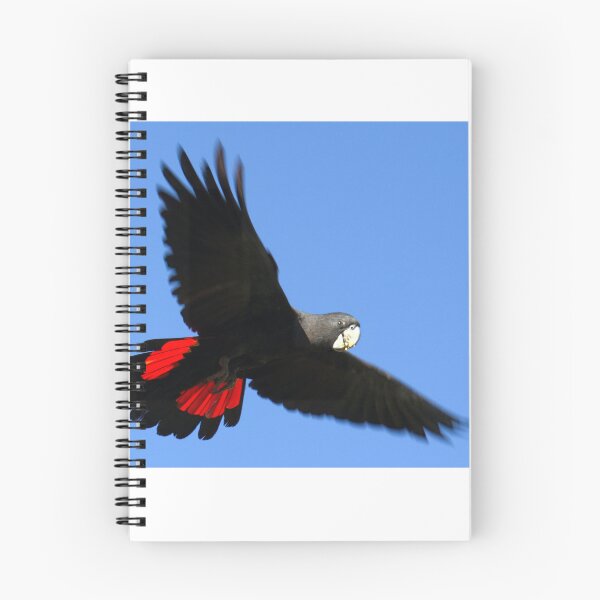 Item preview, Red-tailed Black Cockatoo in flight designed and sold by BirdsAlive.