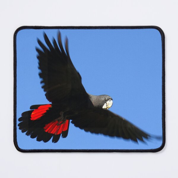 Item preview, Red-tailed Black Cockatoo in flight designed and sold by BirdsAlive.