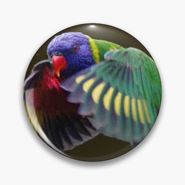 Item preview, Rainbow Lorikeet in Flight, black background designed and sold by BirdsAlive.
