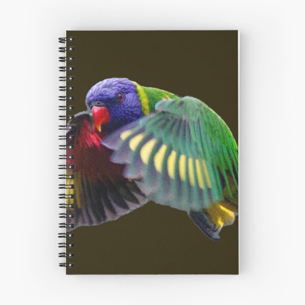 Item preview, Rainbow Lorikeet in Flight, black background designed and sold by BirdsAlive.
