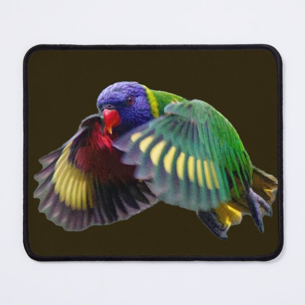 Item preview, Rainbow Lorikeet in Flight, black background designed and sold by BirdsAlive.