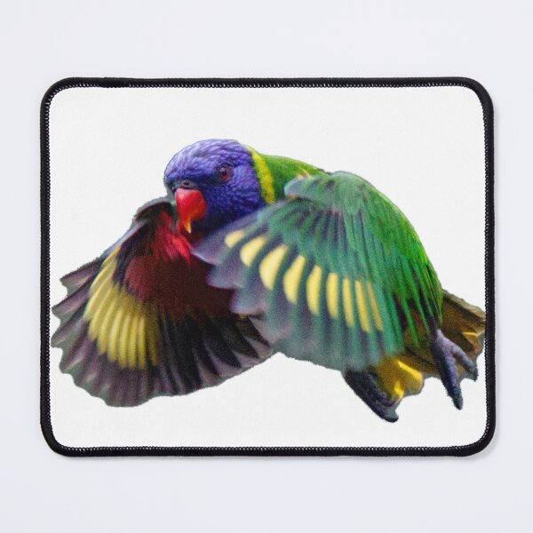 Item preview, Rainbow Lorikeet in Flight, white background designed and sold by BirdsAlive.