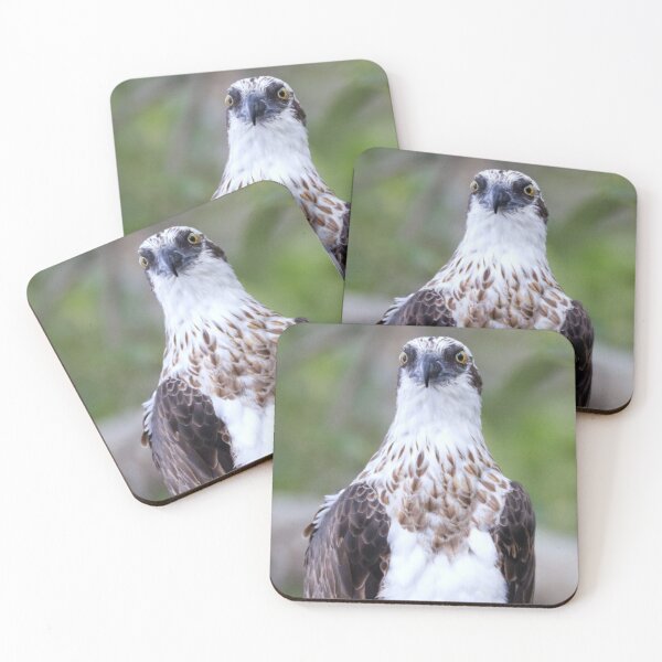 Item preview, Osprey watching its next meal designed and sold by BirdsAlive.