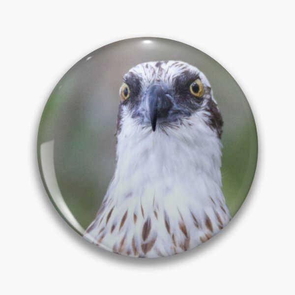Item preview, Osprey watching its next meal designed and sold by BirdsAlive.