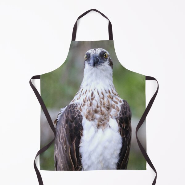 Item preview, Osprey watching its next meal designed and sold by BirdsAlive.