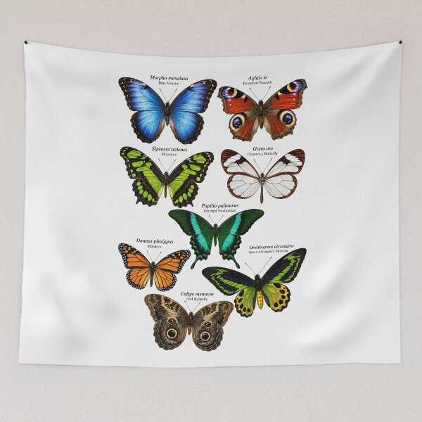 Item preview, Beautiful Butterflies Scientific Illustration | Vintage Butterfly Chart 8 Exotic Species Entomology designed and sold by Extravanganzza.