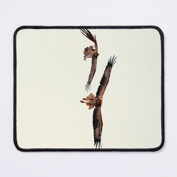 Item preview, Osprey and White-bellied Sea Eagle in flight designed and sold by BirdsAlive.