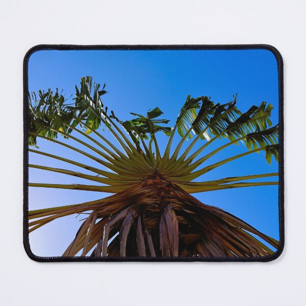 Item preview, Fan palm tree photo designed and sold by Proyect_Baku.