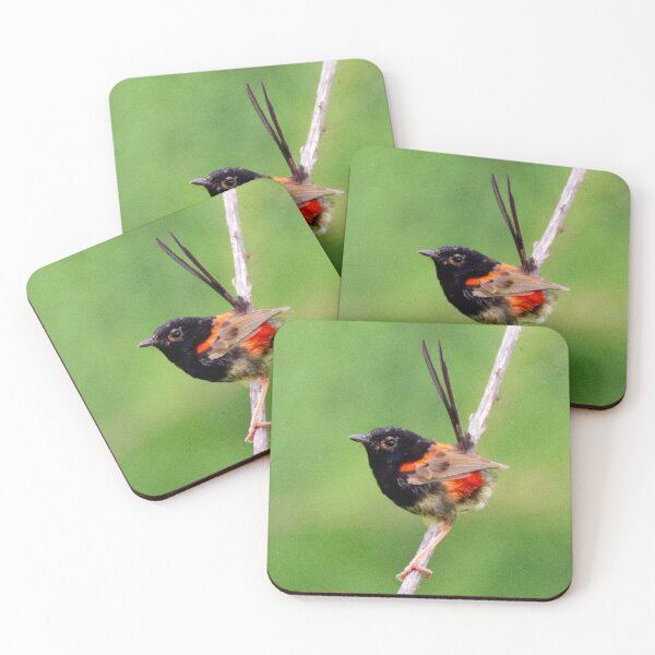Item preview, Red-backed fairywren developing breeding colours designed and sold by BirdsAlive.