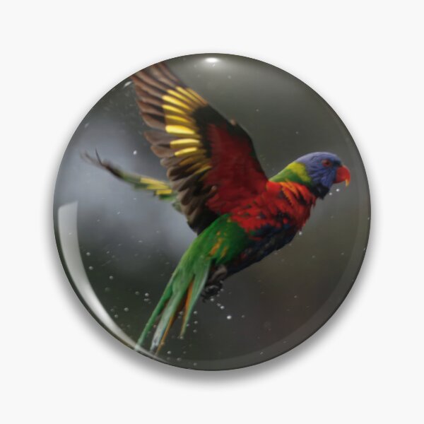 Item preview, Rainbow Lorikeet just finished a bath designed and sold by BirdsAlive.