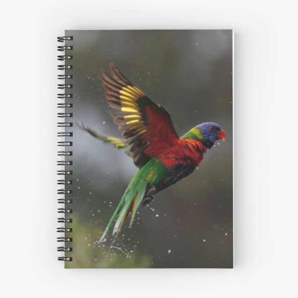 Item preview, Rainbow Lorikeet just finished a bath designed and sold by BirdsAlive.
