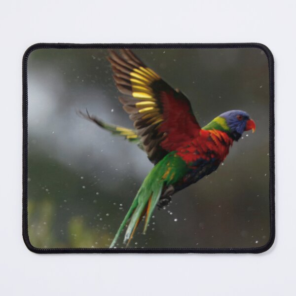 Item preview, Rainbow Lorikeet just finished a bath designed and sold by BirdsAlive.