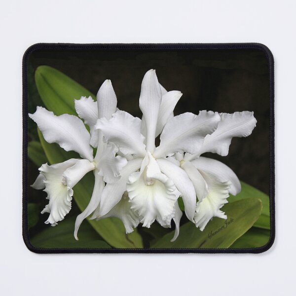 Item preview, Elegant Orchids ~ Cluster of Three designed and sold by SummerJade.