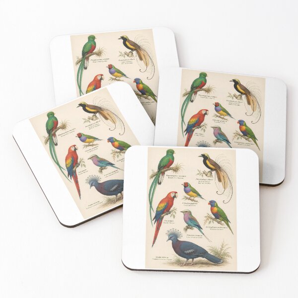 Artikelvorschau, Vintage-Illustration von Vögeln aus der Ornithologie | Naturkundliche Tafel mit exotischen Vögeln entworfen und verkauft von Extravanganzza.