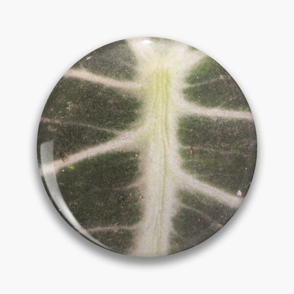 Item preview, Closeup of Alocasia Black Velvet designed and sold by ROSE ANN BANILAR.