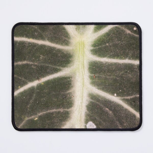 Item preview, Closeup of Alocasia Black Velvet designed and sold by ROSE ANN BANILAR.