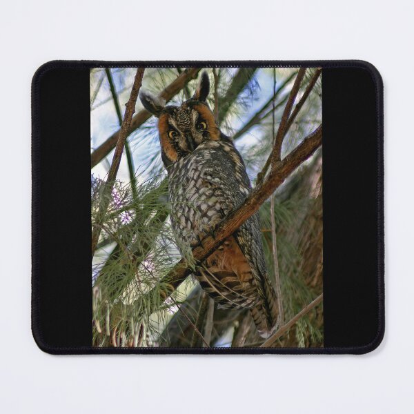 Item preview, Long Eared Owl designed and sold by CarolM.