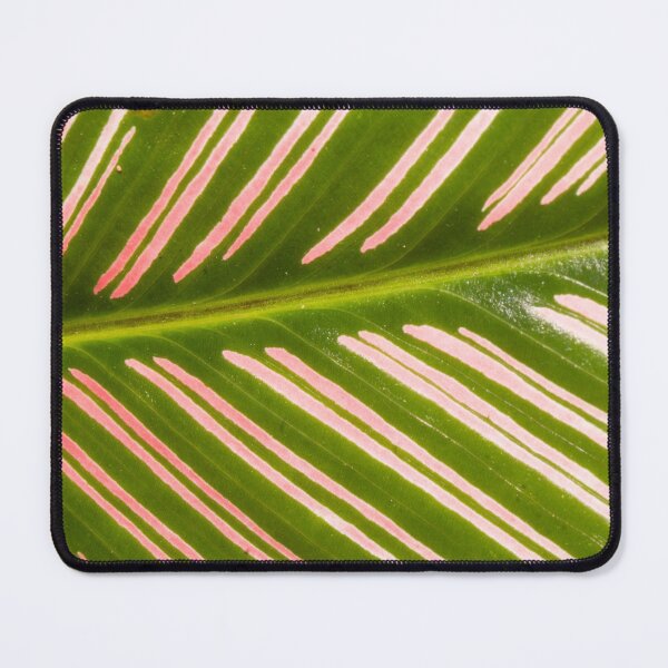 Item preview, Closer to Pinstripe Calathea designed and sold by ROSE ANN BANILAR.