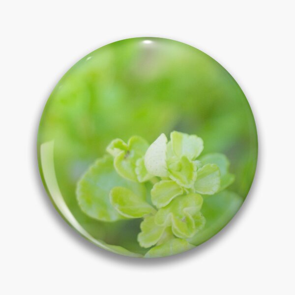 Item preview, Golden Oregano designed and sold by ROSE ANN BANILAR.