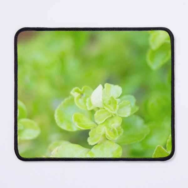 Item preview, Golden Oregano designed and sold by ROSE ANN BANILAR.