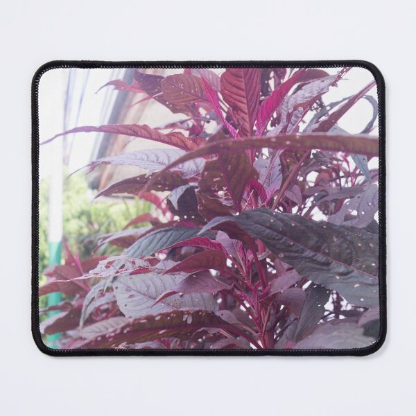 Item preview, red spinach or Chinese spinach designed and sold by ROSE ANN BANILAR.