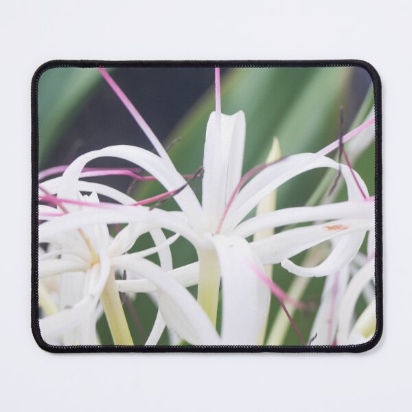 Item preview, white spider lilies designed and sold by ROSE ANN BANILAR.