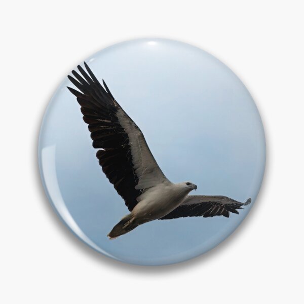 Item preview, White-bellied sea eagle in flight designed and sold by BirdsAlive.