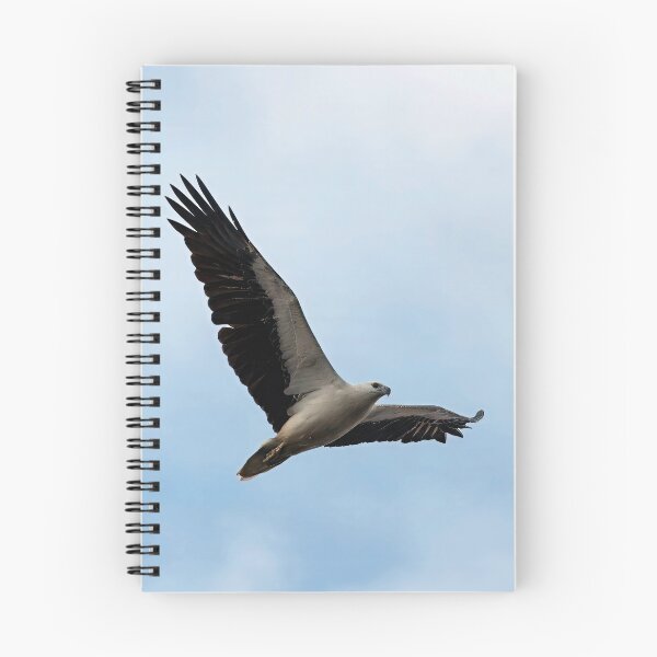 Item preview, White-bellied sea eagle in flight designed and sold by BirdsAlive.