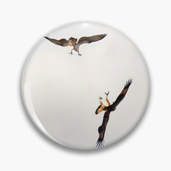 Item preview, Osprey and Sea Eagle discussing air space designed and sold by BirdsAlive.