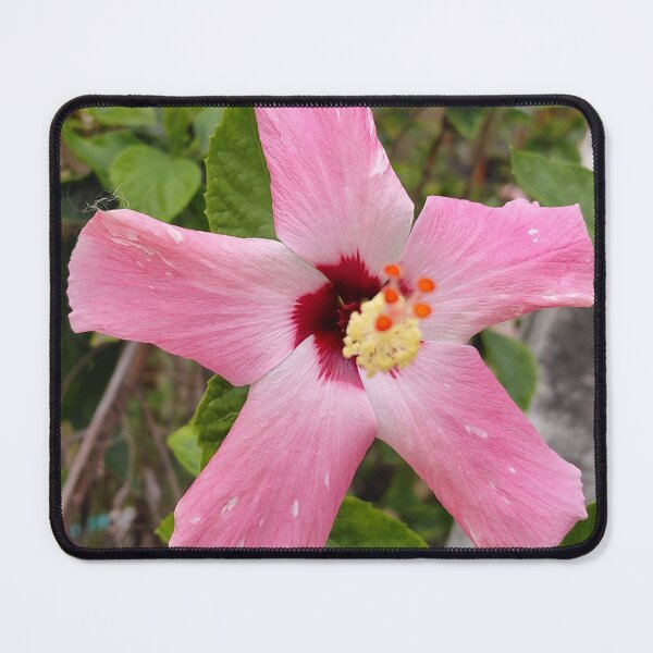 Item preview, Hong Kong Pink Hibiscus designed and sold by pbchan.