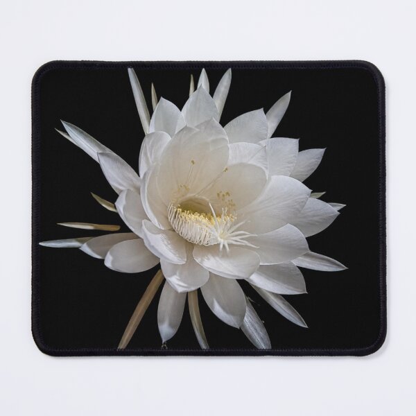 Item preview, Night Blooming Cereus White Flower Botanical Art Print designed and sold by ElizabethMullig.