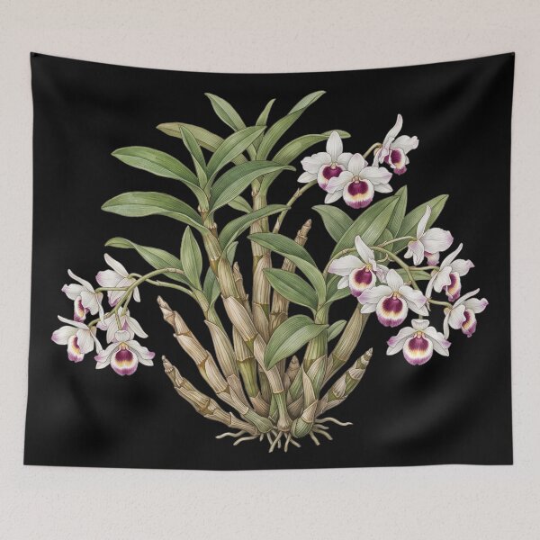 Item preview, Dendrobium Nobile Orchid Vintage Botanical Dark Flora Art Print designed and sold by FreiherrPK.
