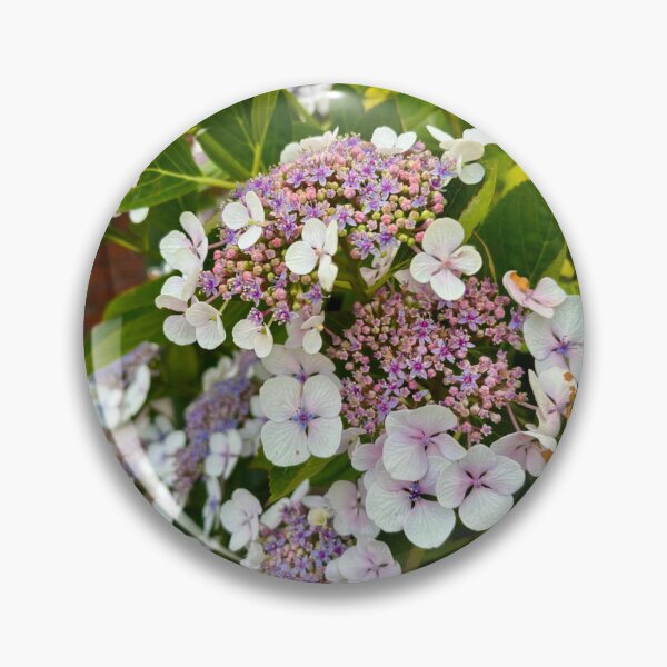 Item preview, Delicate Lacecap Hydrangea Flowers in Summer Garden designed and sold by ThatSurreyLife.