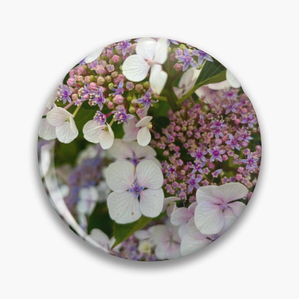 Item preview, Close Up of Pink and Purple Lacecap Hydrangea Flowers designed and sold by ThatSurreyLife.