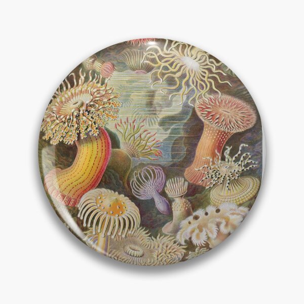 Item preview, Sea Anemones • Ernst Haeckel • Art forms of Nature • Haeckel Actiniae (1904)  designed and sold by Mermaid's Treasure.