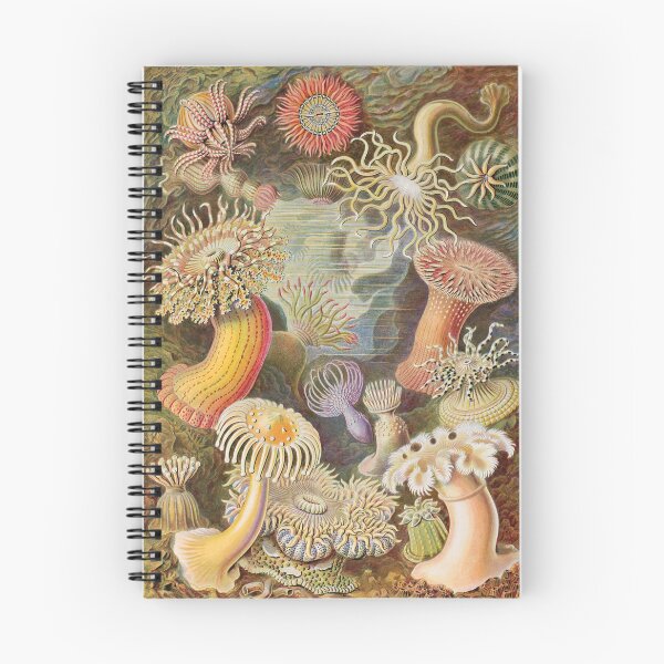 Item preview, Sea Anemones • Ernst Haeckel • Art forms of Nature • Haeckel Actiniae (1904)  designed and sold by Mermaid's Treasure.