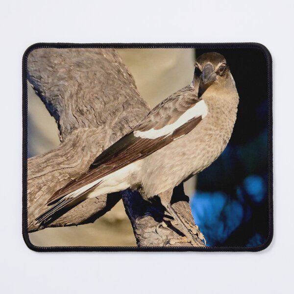 Item preview, Juvenile Magpie on a perch designed and sold by Likoca Photography.