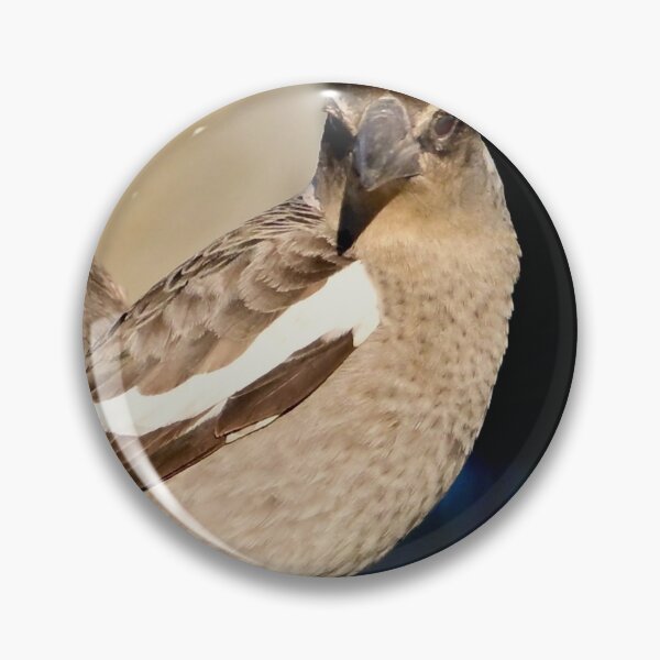 Item preview, Juvenile Magpie on a perch designed and sold by Likoca Photography.