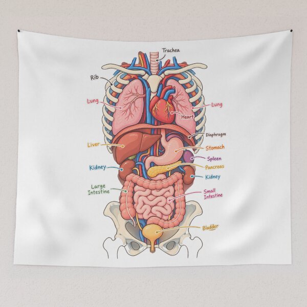 Item preview, Human Anatomy Internal Organs Labeled Diagram designed and sold by kuradoshanon.