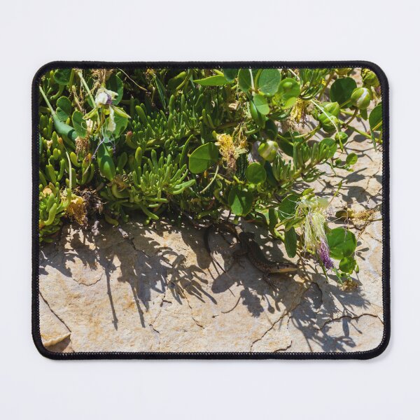 Item preview, Small Lizard Sunbathing Among Coastal Succulents on a Sunlit Rocky Surface designed and sold by Nmallia.