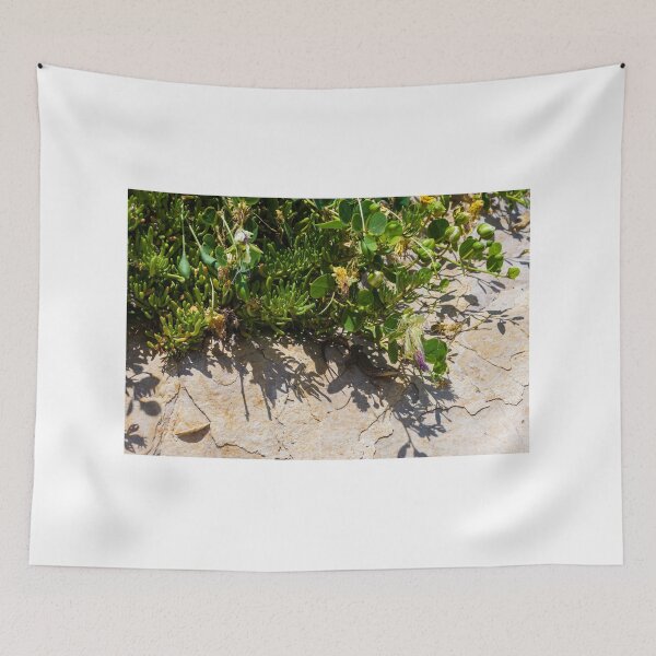 Item preview, Small Lizard Sunbathing Among Coastal Succulents on a Sunlit Rocky Surface designed and sold by Nmallia.