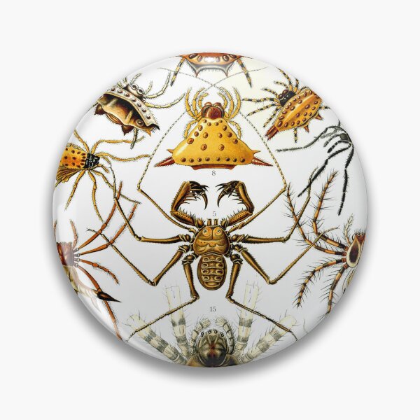 Item preview, Ernst Haeckel Arachnida 1899 designed and sold by Gilmour-Prints.