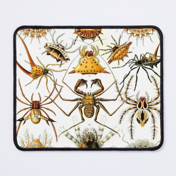 Item preview, Ernst Haeckel Arachnida 1899 designed and sold by Gilmour-Prints.