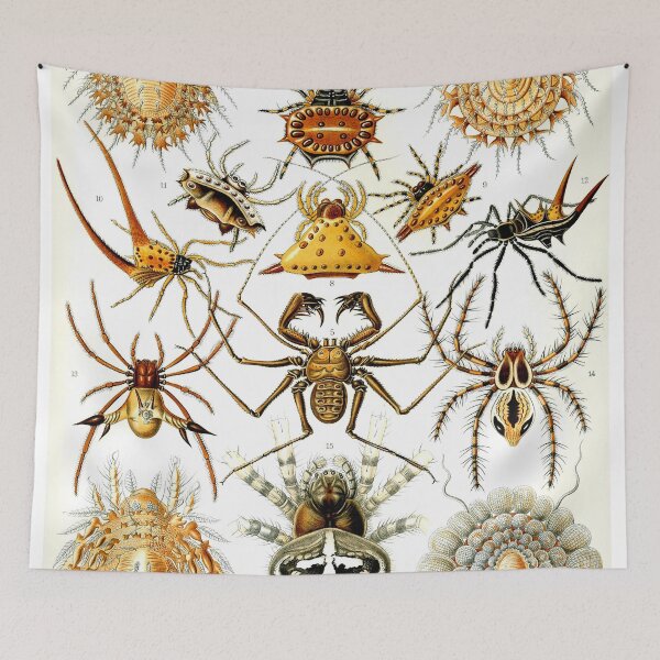 Aperçu de l'œuvre Ernst Haeckel Arachnides 1899 créée et vendue par Gilmour-Prints.